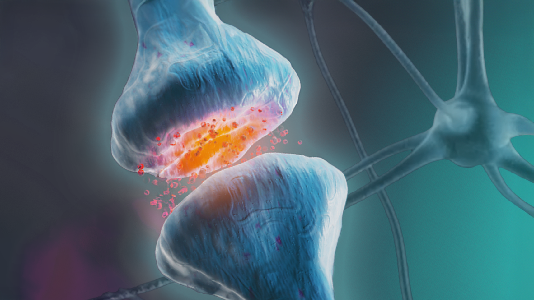 BK Channel Openers Fragile X Synapse Neuronal synapse illustration showing neurotransmitter release, symbolizing how BK channel openers restore balance in Fragile X syndrome.