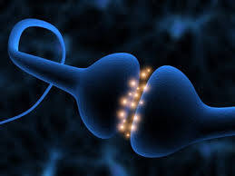 synapse Fragile X