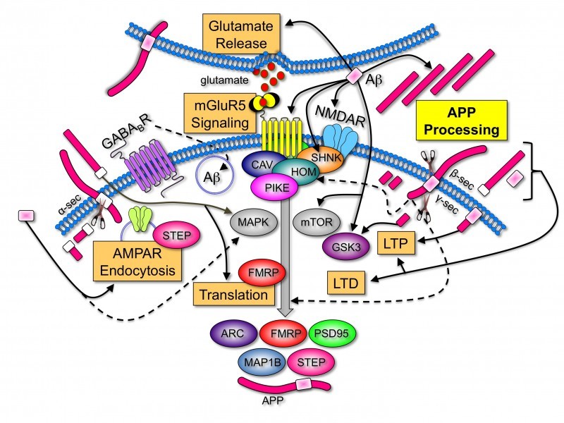 signaling model