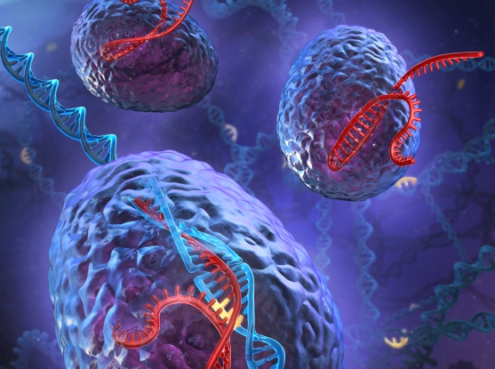 CRISPR CRISPR