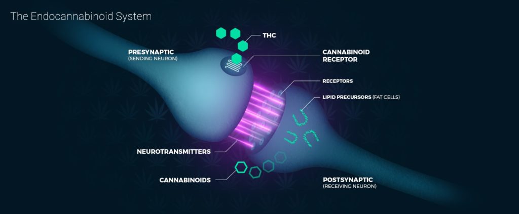 endocannabinoid system endocannabinoid system