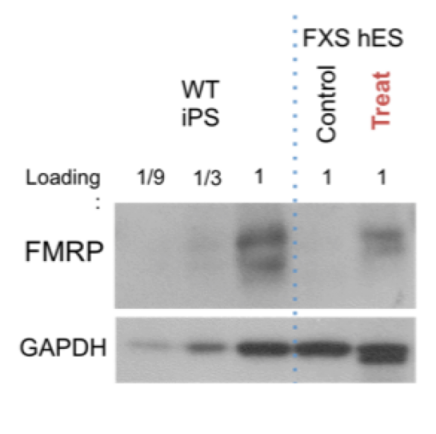FMRP reactivation - Jeannie Lee