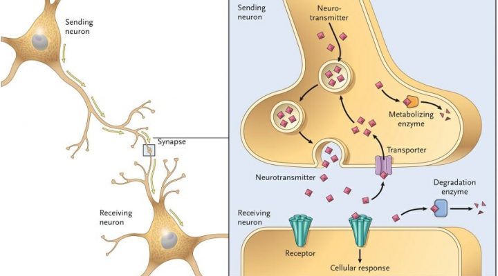 biologydictionary.net