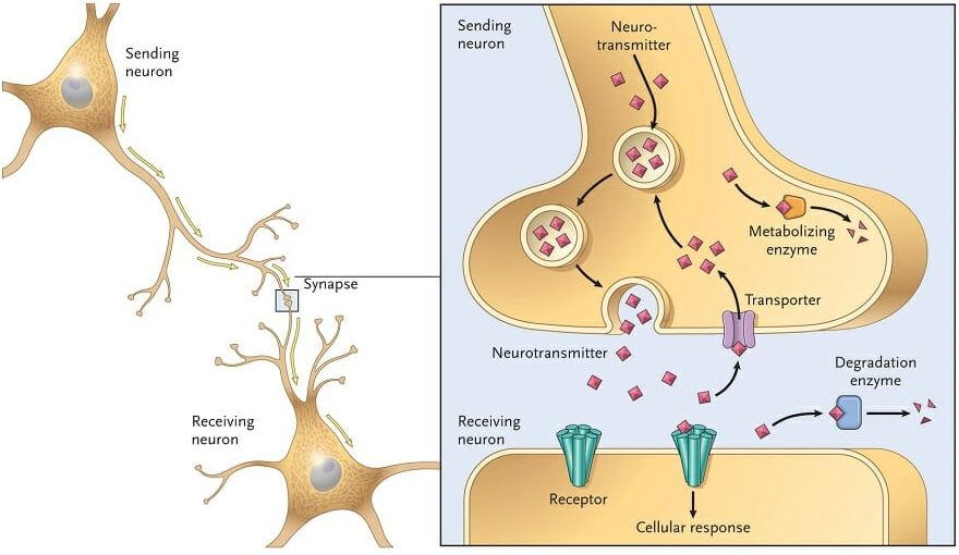 The Glutamatergic Synapse