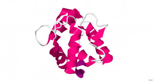 human parvalbumin protein
