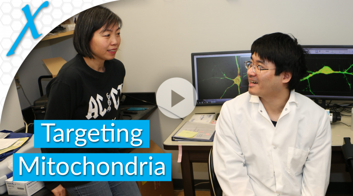 Targeting Mitochondria in Human Fragile X Syndrome Neurons Targeting Mitochondria in Human Fragile X Syndrome Neurons
