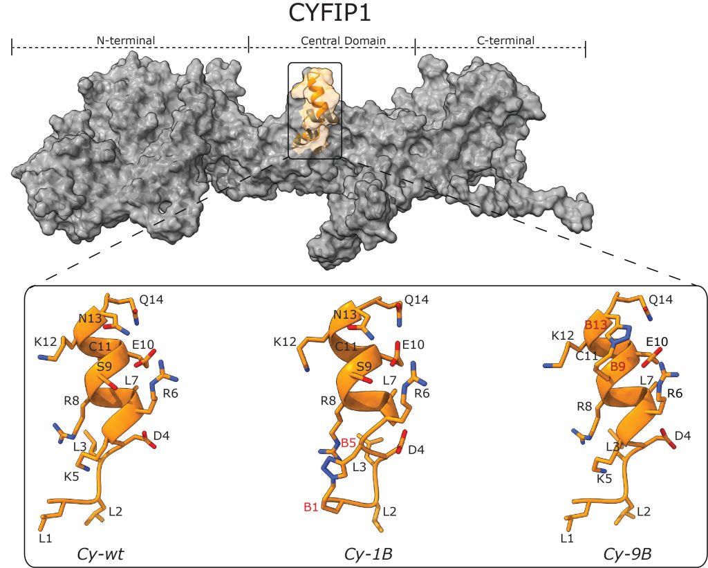 Cytoplasmic FMRP Interacting Protein 1