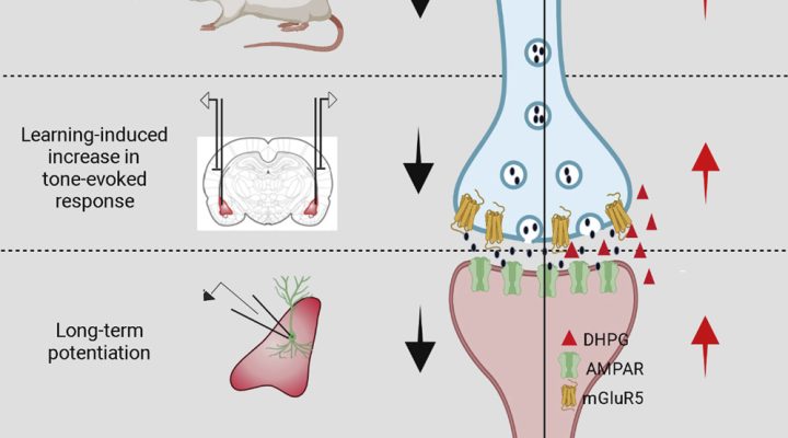 Correcting the Brain’s Emotional Memory Center Correcting the Brain’s Emotional Memory Center