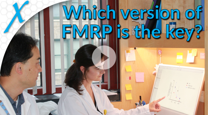 Human FMR1 Isoform-Specific Regulation of Translation and Behavior Human FMR1 Isoform-Specific Regulation of Translation and Behavior