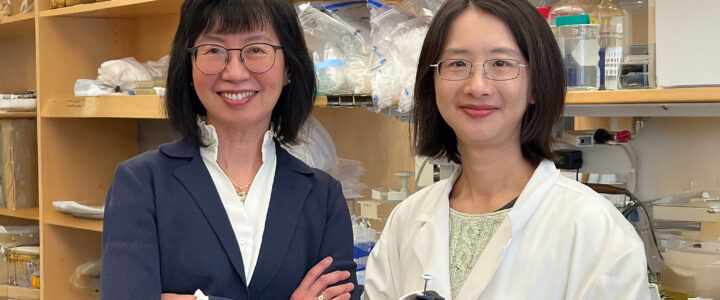 Modeling R-Loop Therapy for Fragile X Syndrome in Patient-Derived Brain Organoids Jeannie Lee, MD, PhD and Chloe Chen, PhD
