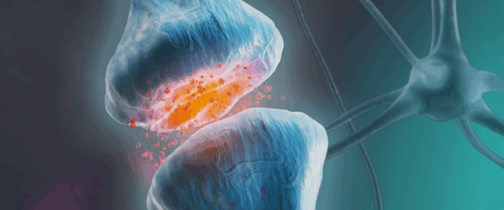 BK Channel Openers: From FRAXA Seed Funding to Big Pharma Investment and Trials Neuronal synapse illustration showing neurotransmitter release, symbolizing how BK channel openers restore balance in Fragile X syndrome.