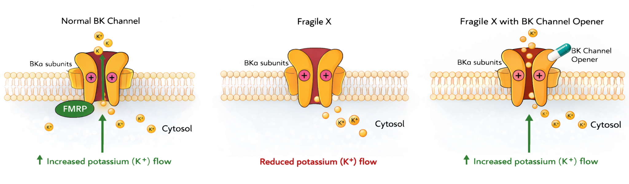 Three-panel diagram showing normal BK channel function, reduced potassium flow in Fragile X, and restoration of potassium flow with a BK channel opener