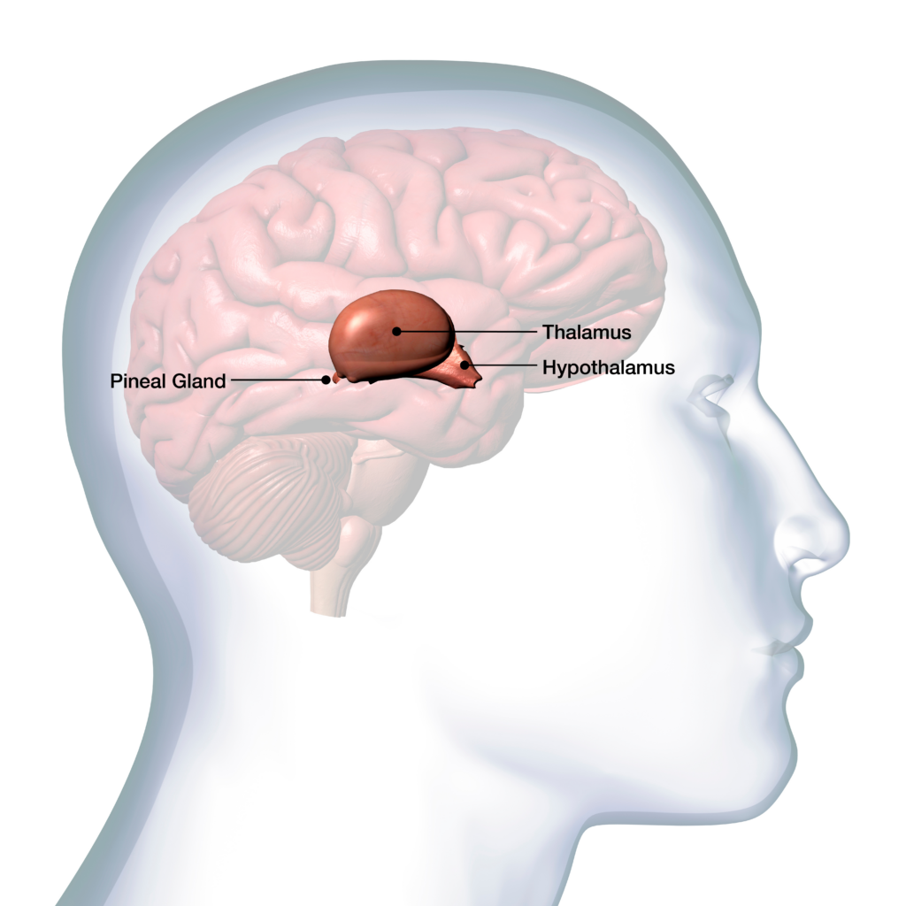 Diagram of the human brain showing the location of the thalamus.